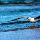 Ostsee Möwe im Flug