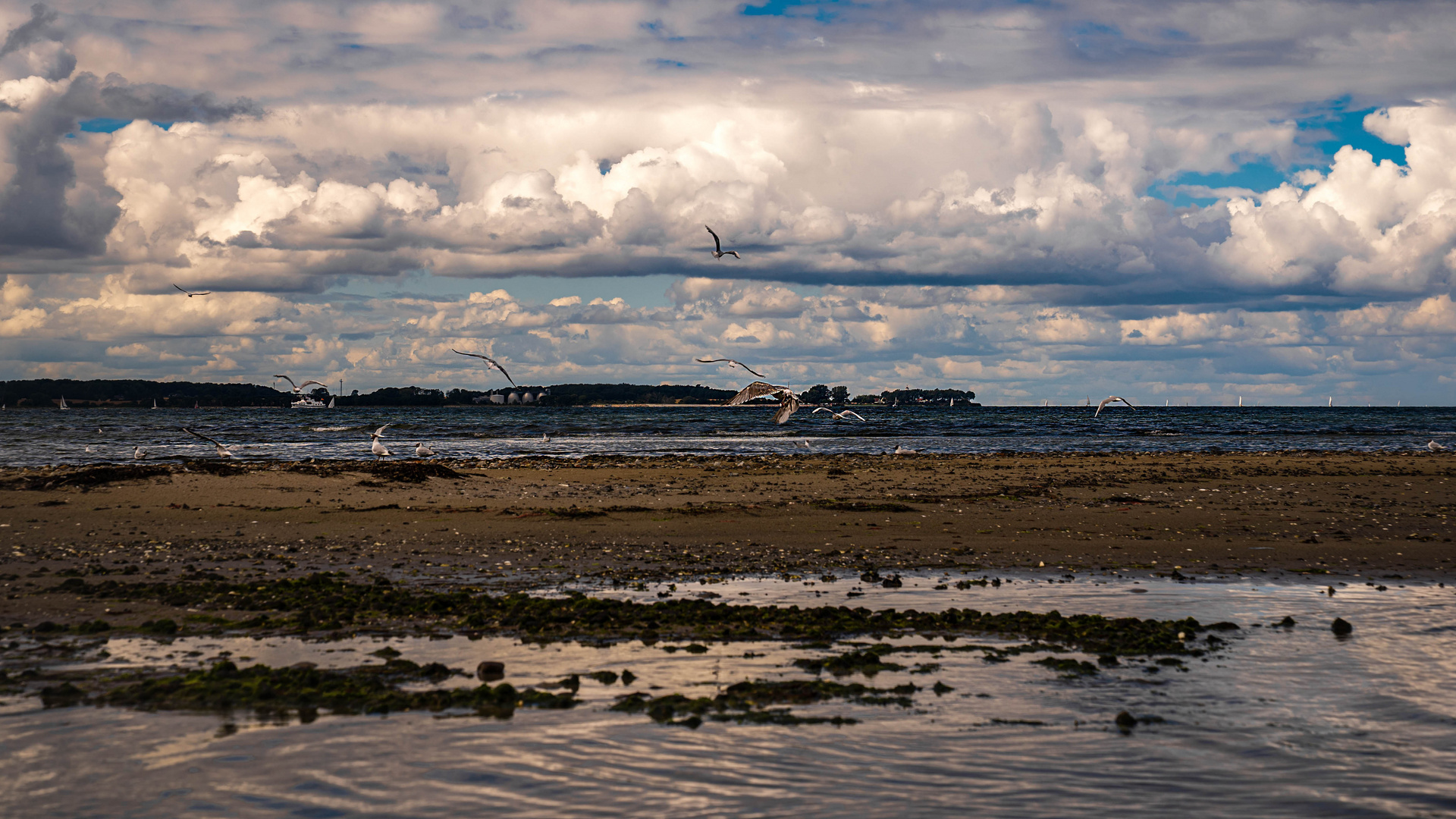 Ostsee Möwen