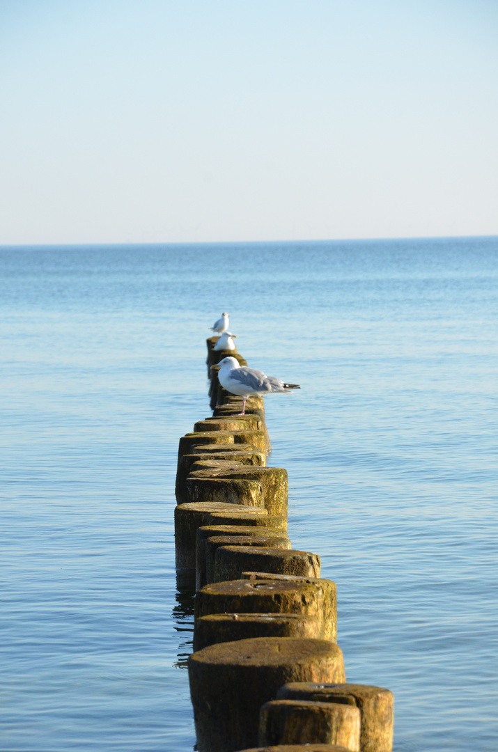 Ostsee Möwen