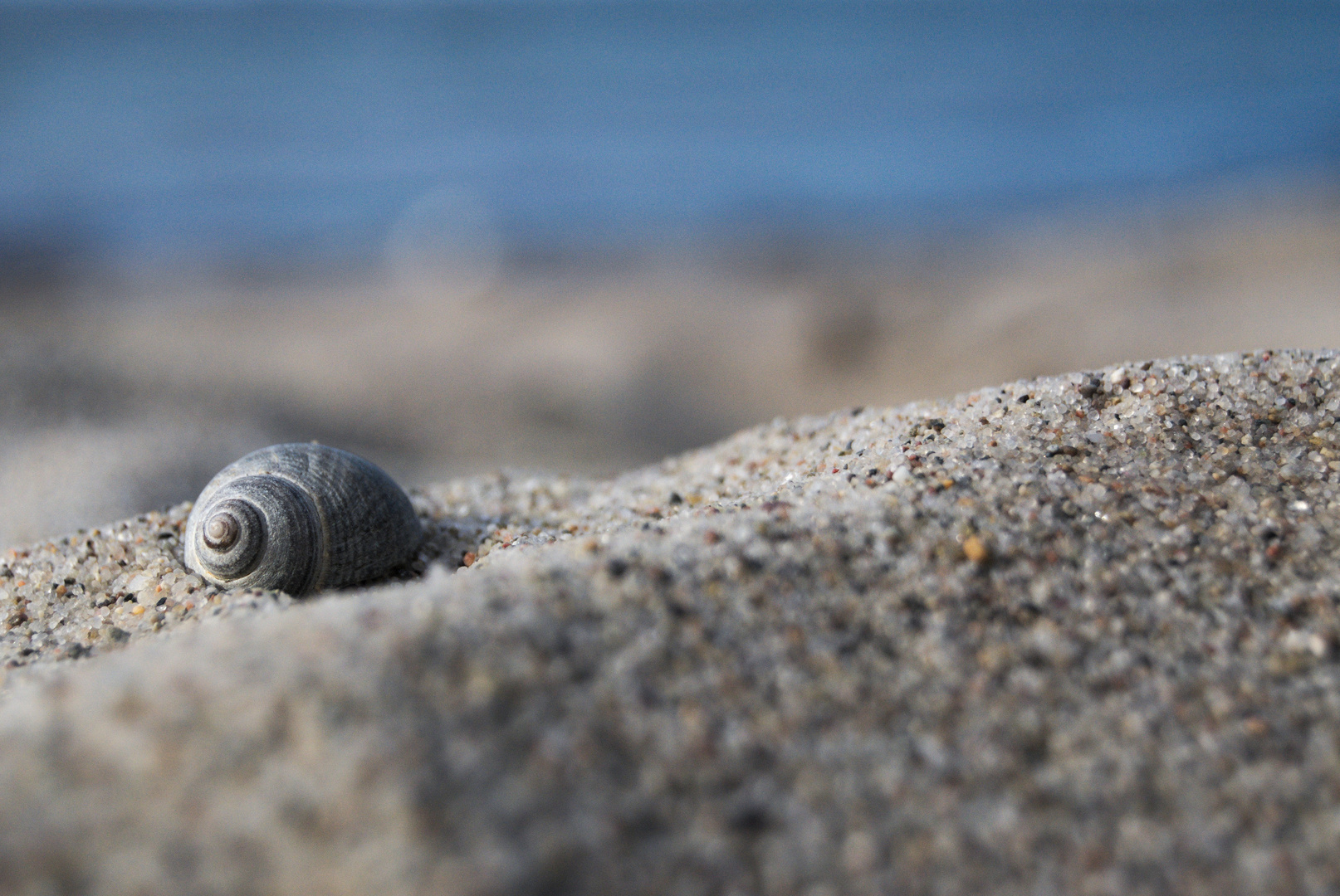 Ostsee-Muschel