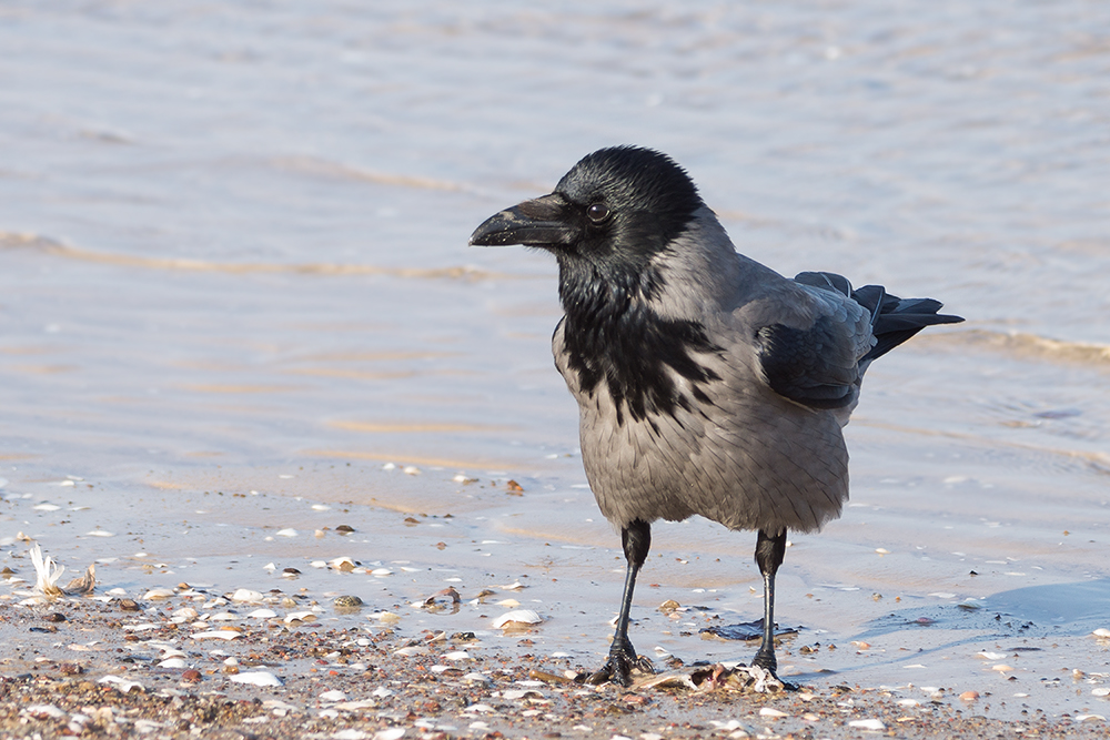 Ostsee Nebelkrähe