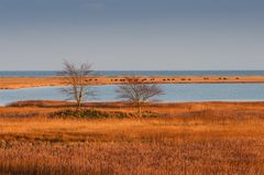 Ostsee-Prärie