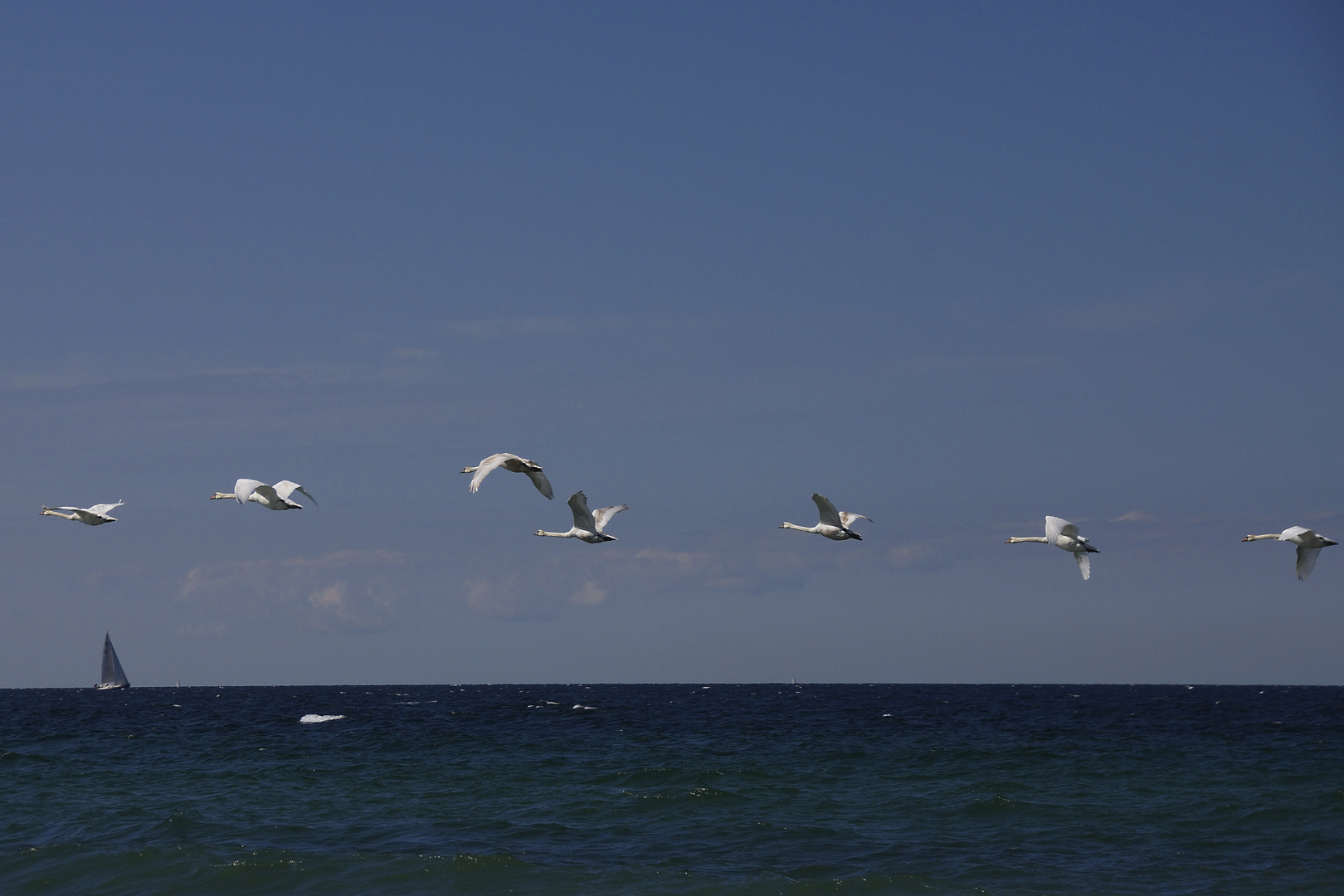 Ostsee Schwäne