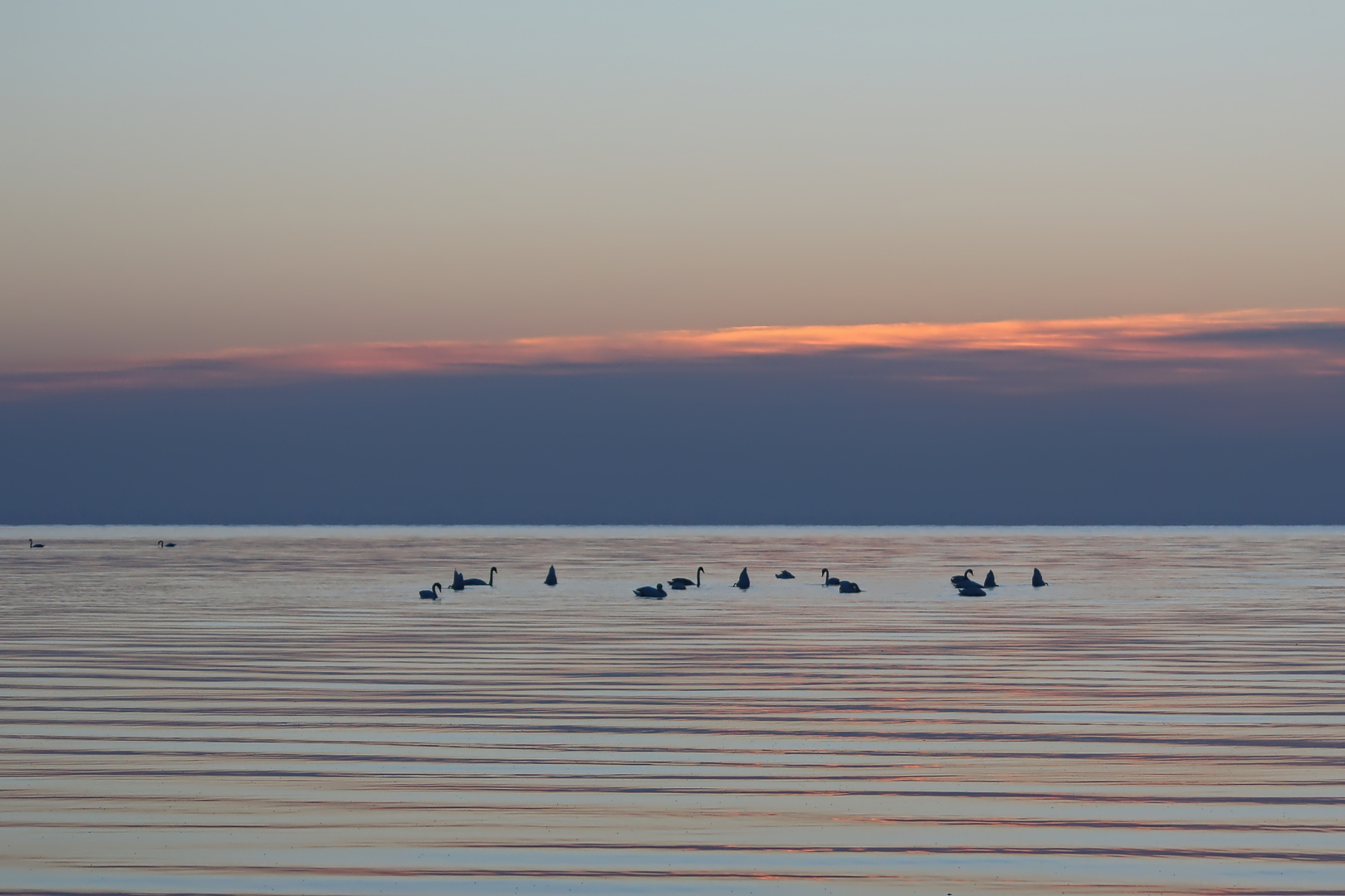 Ostsee-Schwäne beim Frühstück  -  baltic swans having breakfast