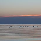 Ostsee-Schwäne beim Frühstück  -  baltic swans having breakfast