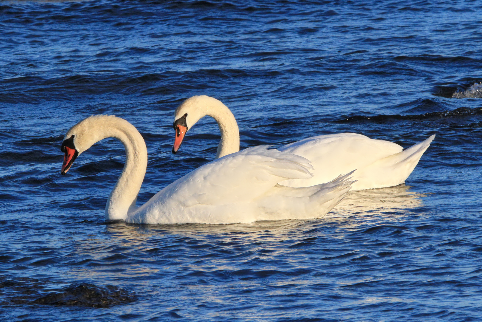 Ostsee - Schwäne im Abendlicht