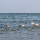 Ostsee Schwäne - Köpfe unter Wasser