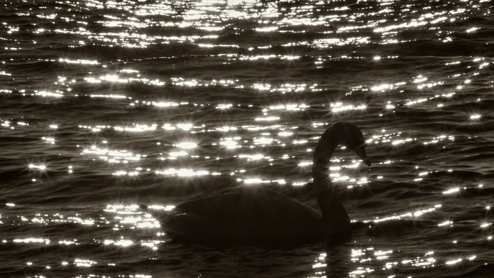 Ostsee - Schwan