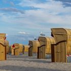 Ostsee Strandkorb mit Möwen