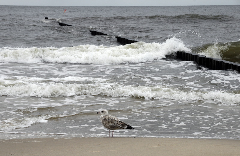 Ostsee-Strandläufer