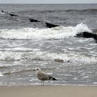 Ostsee-Strandläufer