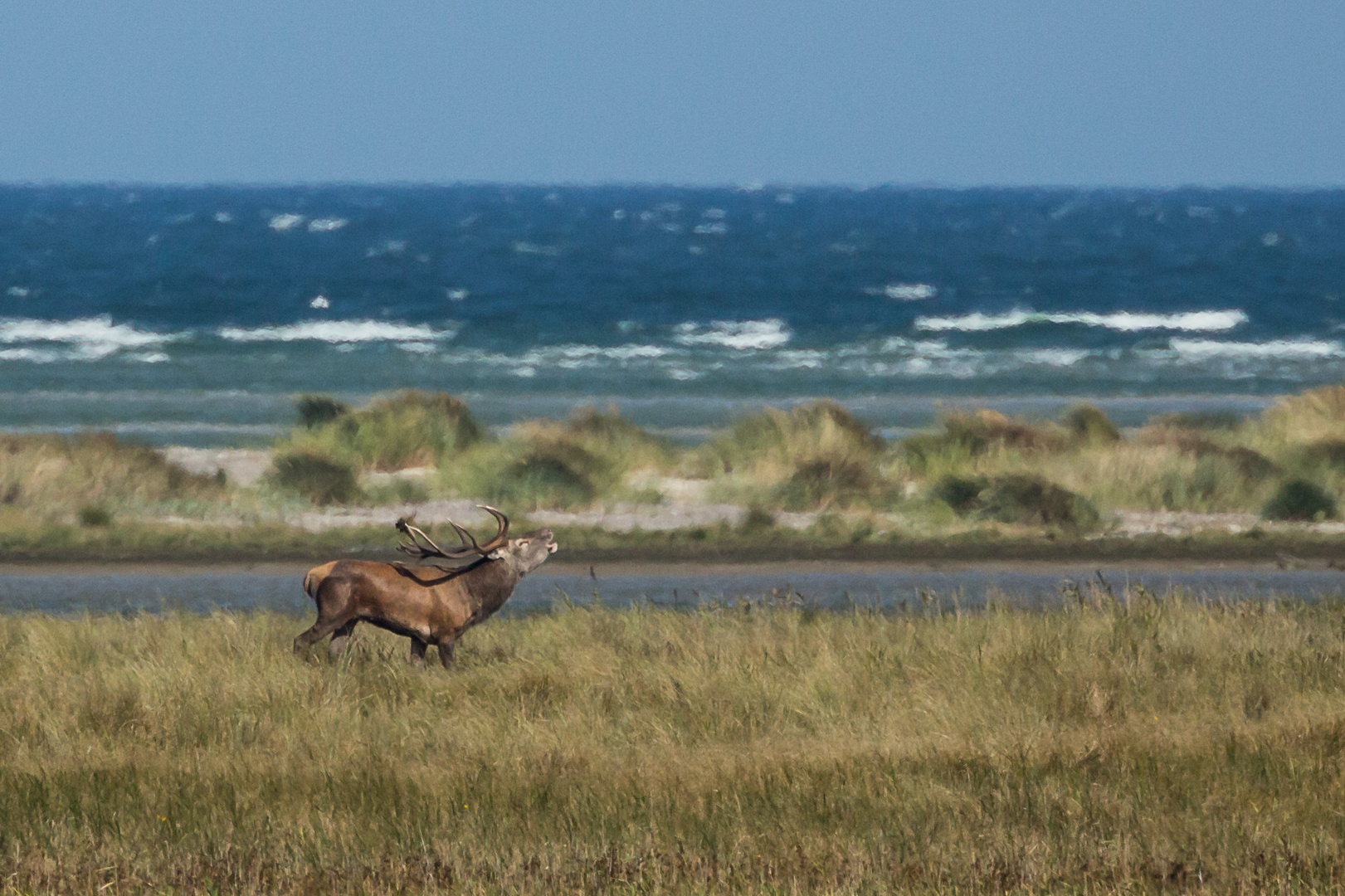 Ostsee trifft Rotwild