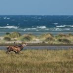 Ostsee trifft Rotwild