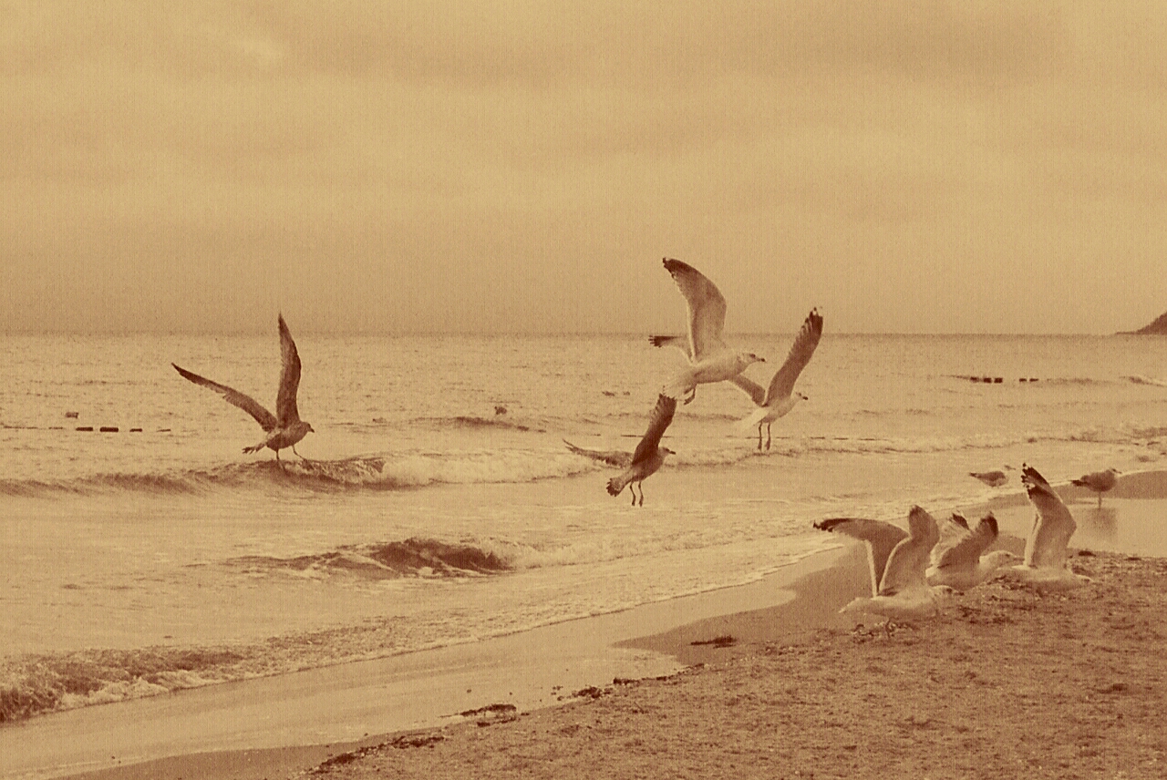 Ostseeadler