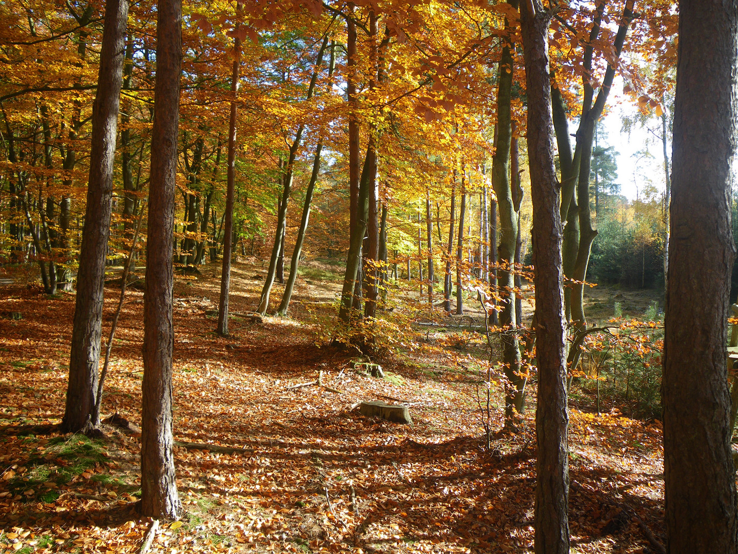 Ostseebad Dierhagen  ein sonniger Herbsttag  im Wald hinter der Düne IMGP0384