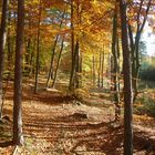 Ostseebad Dierhagen  ein sonniger Herbsttag  im Wald hinter der Düne IMGP0384