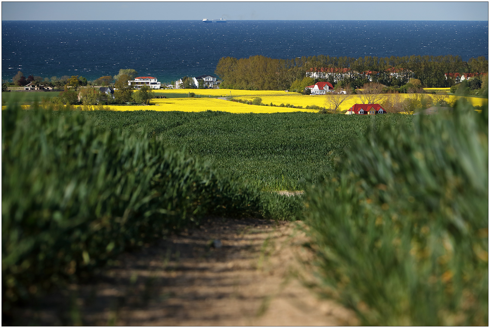 Ostseeblick mit Raps