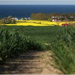 Ostseeblick mit Raps