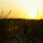 Ostseedünengras im Morgentau