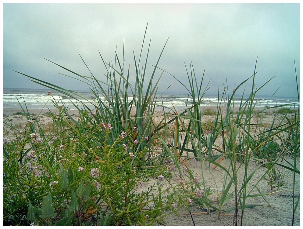 Ostseegras nach Regen