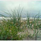 Ostseegras nach Regen