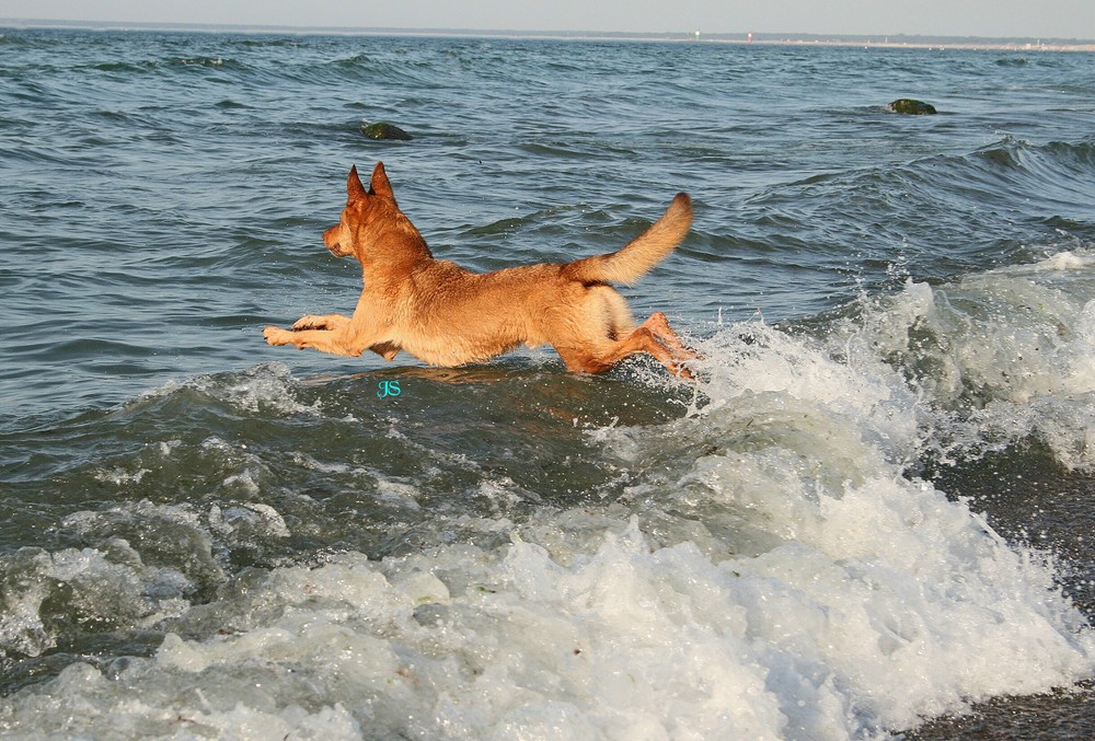 OstseeHund