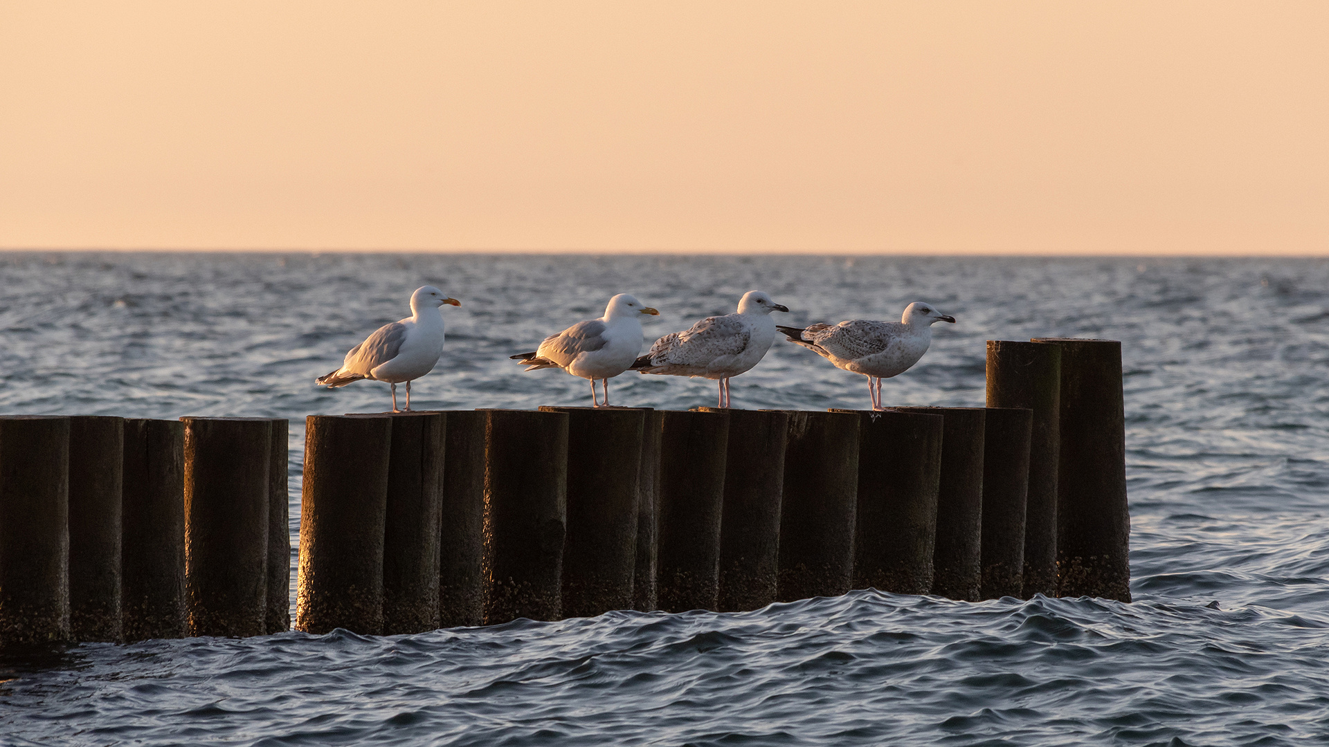 Ostseeimpressionen 17