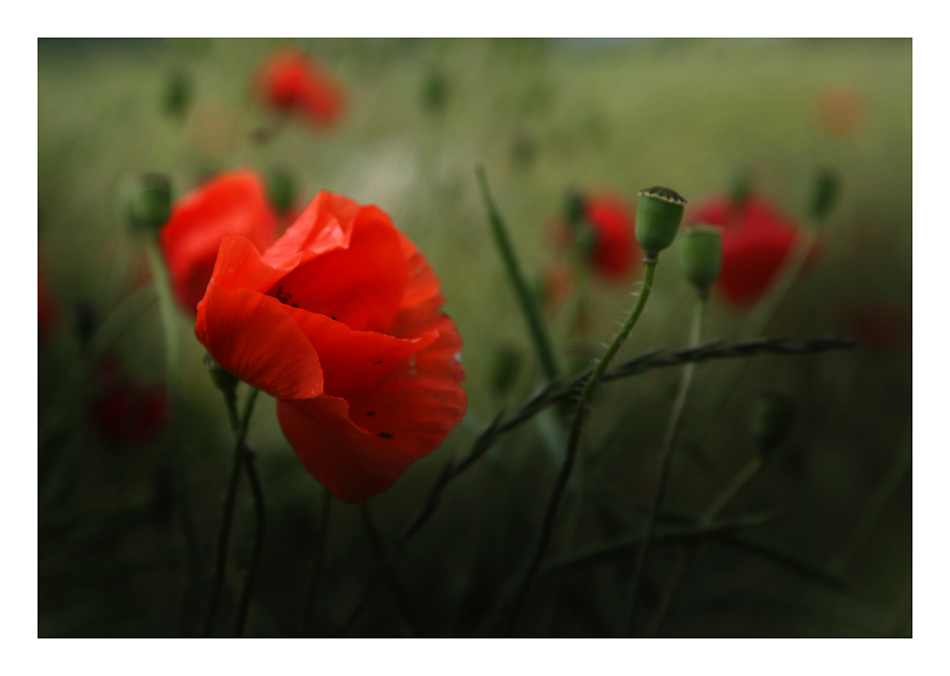 Ostseemohn