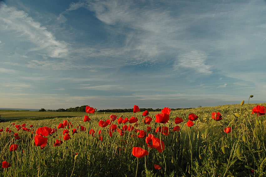 Ostseemohn Nr.2 (für Andrea)