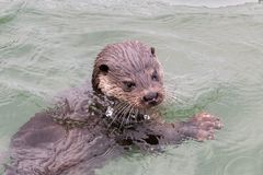 Ostseeotter