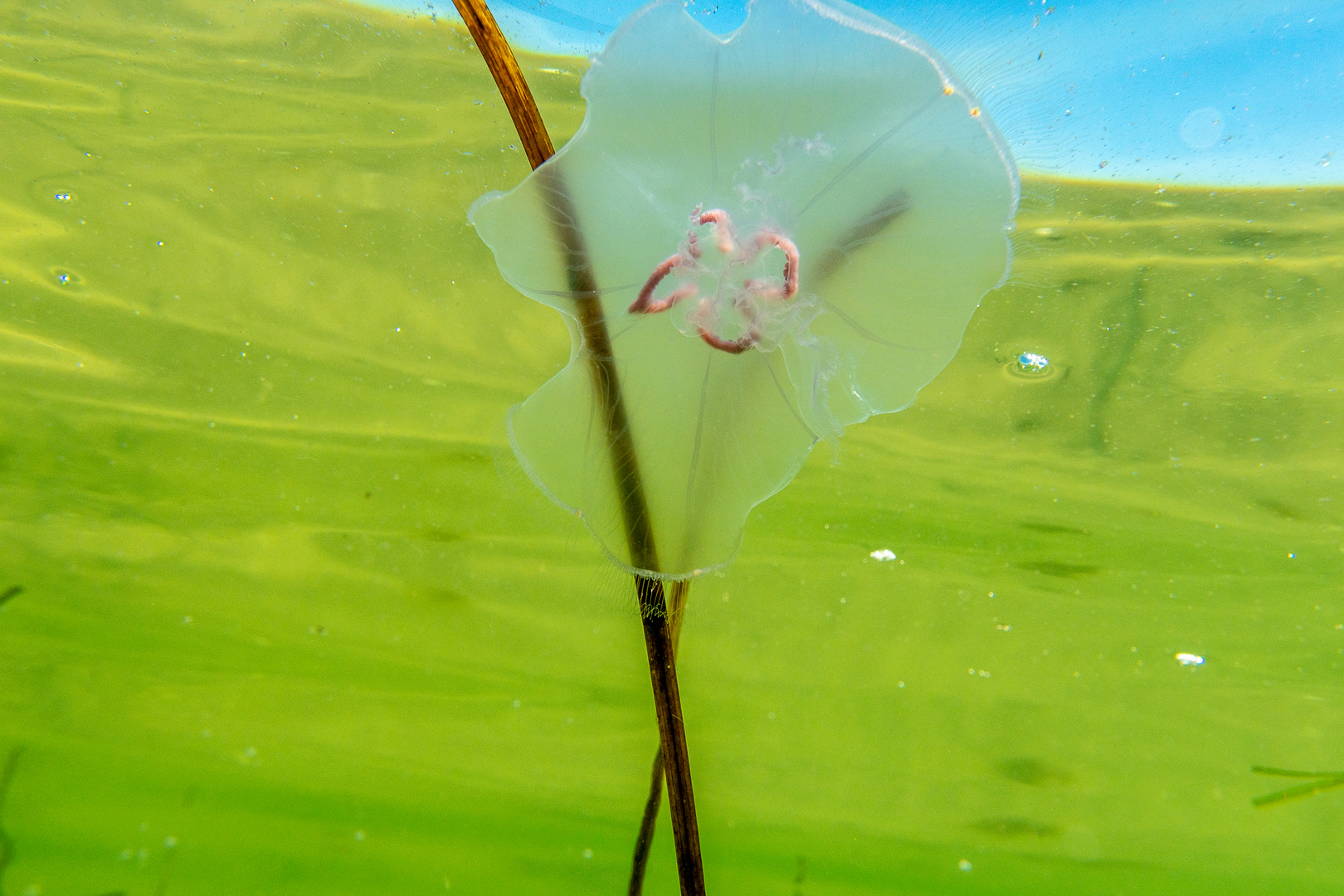 Ostseequalle spielt Blume