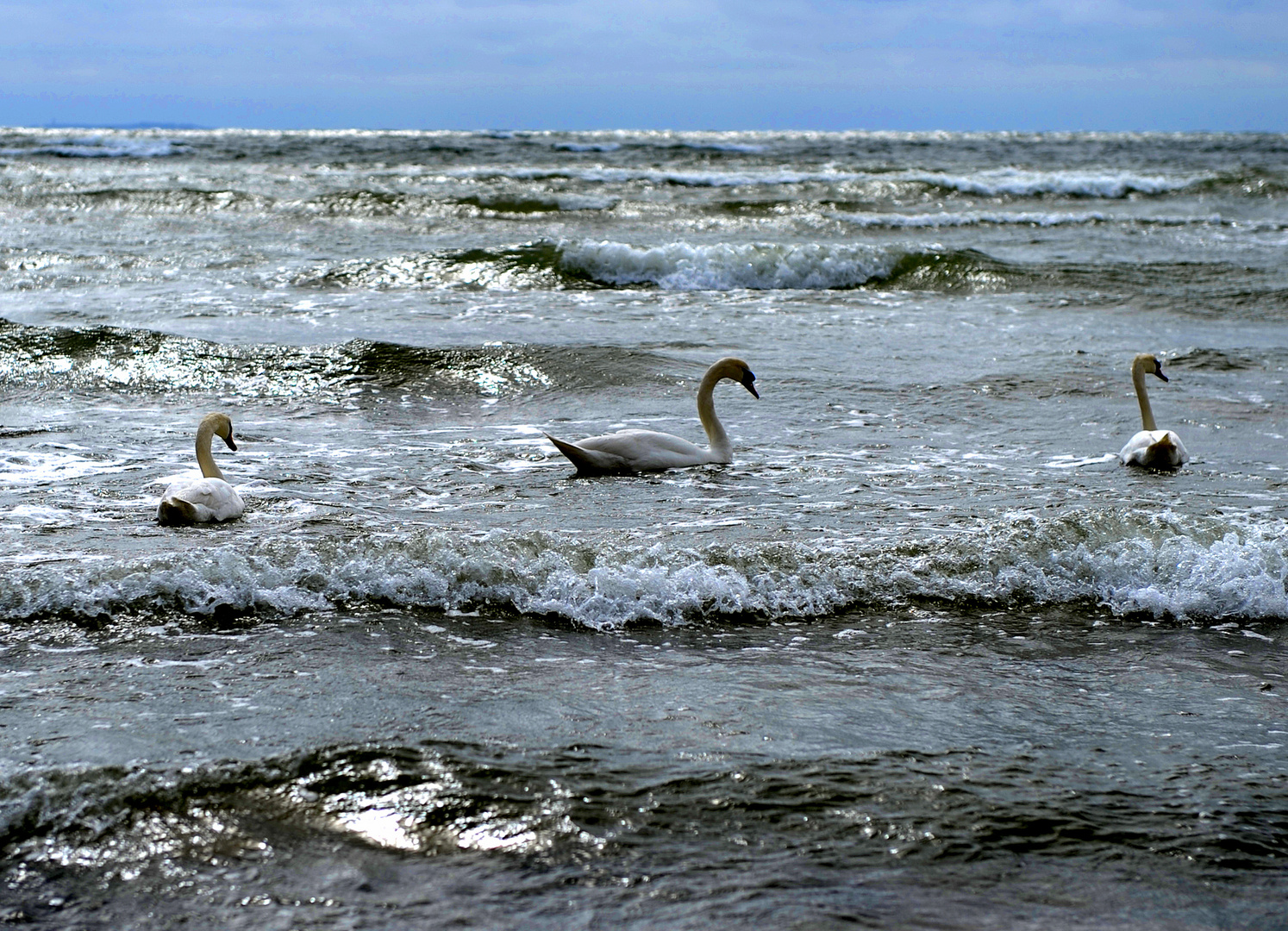 Ostseeschwäne