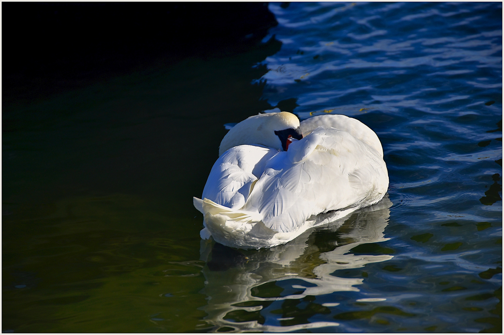 Ostseeschwan