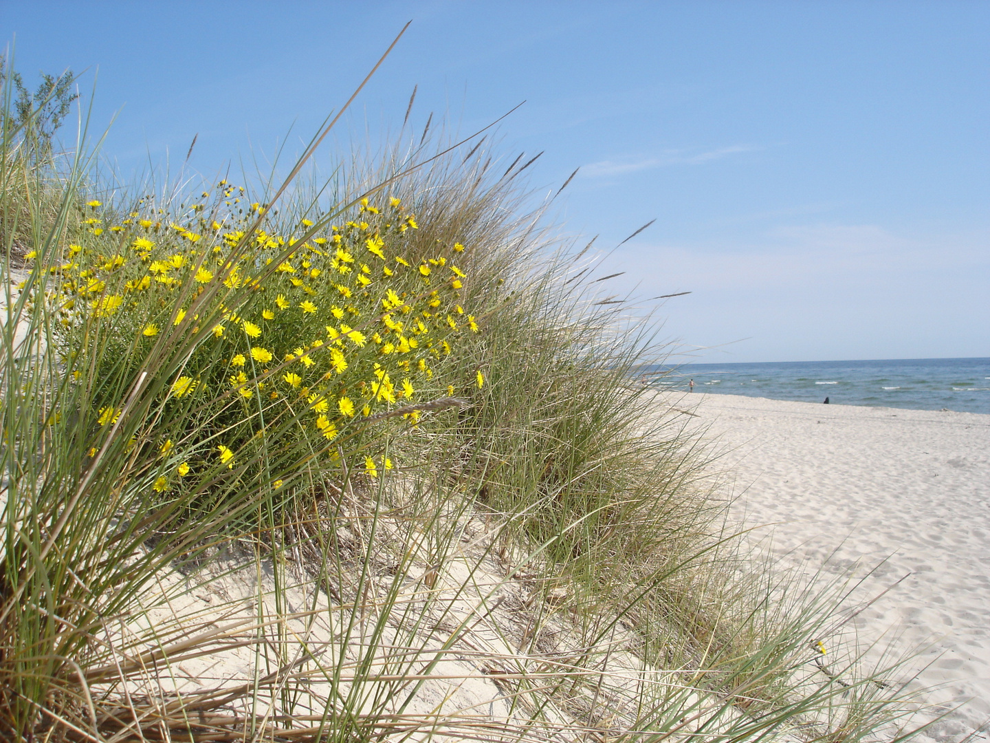 Ostseestrand