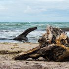 Ostseestrand bei Ahrenshoop 2