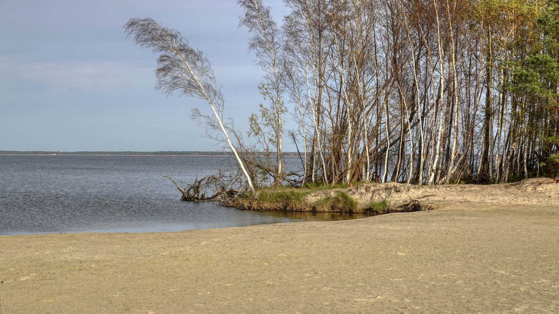 Ostseestrand im Spätherbstliche Baumgruppe