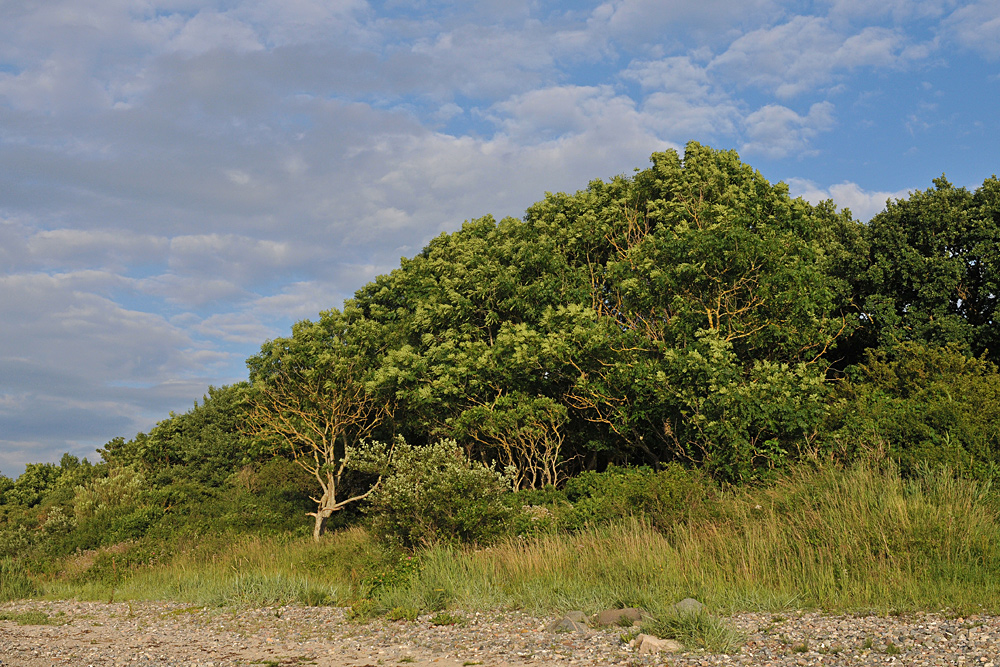 Ostseestrand: Sommer, Sonne, Wind, Wolken und Bäume