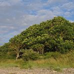 Ostseestrand: Sommer, Sonne, Wind, Wolken und Bäume