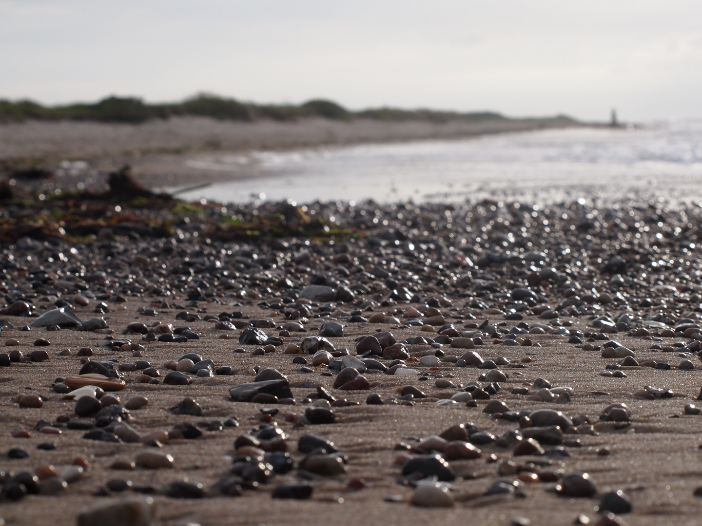 Ostseestrand - Strandgut