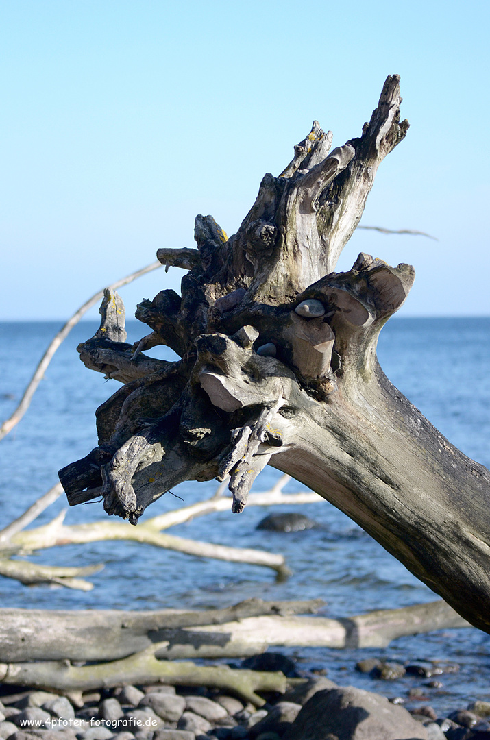 Ostseetraum der Baum