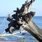 Ostseetraum der Baum