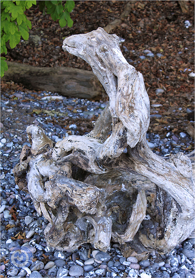 "Ostseeungeheuer an der Steilküste"