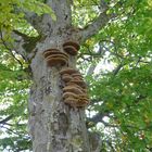 ostseeurlaub auf der klippe der kreidefelsen