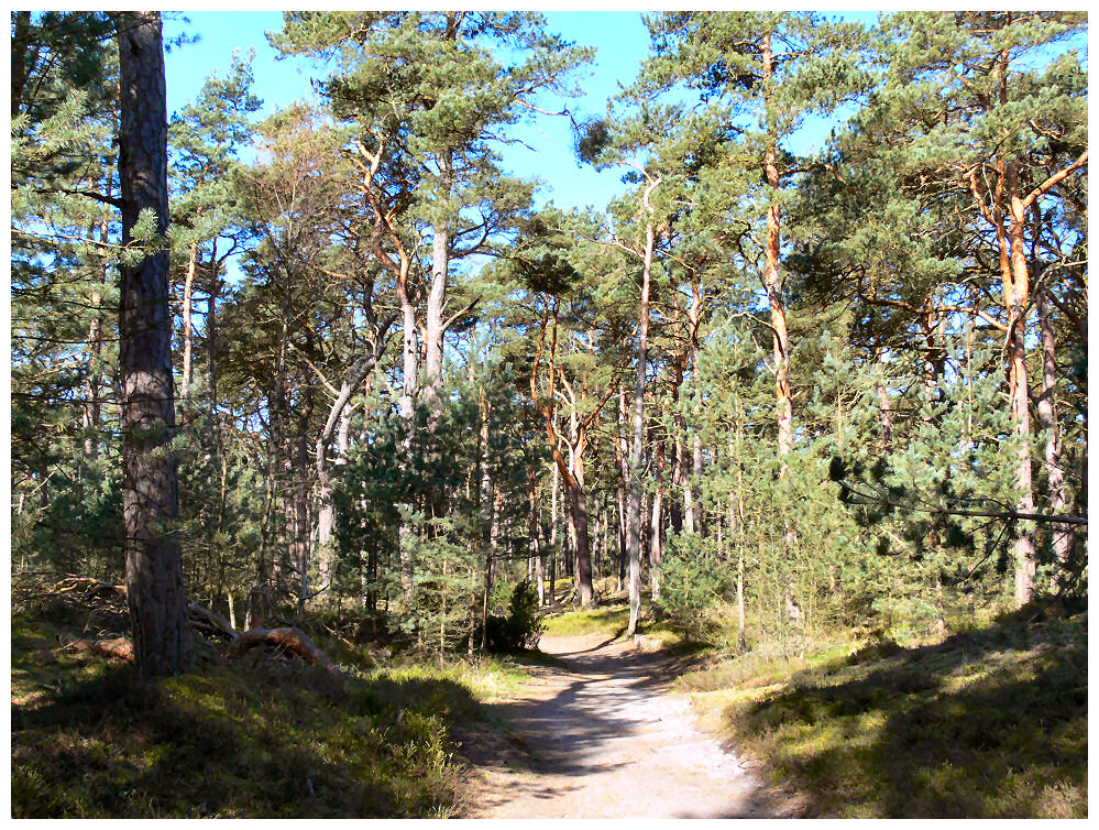 Ostseeurwald