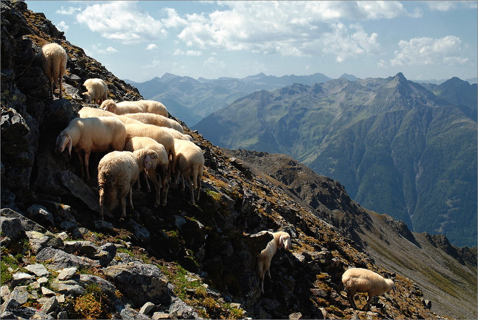 Osttirol - Berg Bewohner