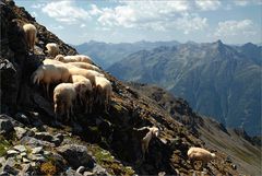 Osttirol - Berg Bewohner