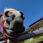 Osttirol - Neugierig ;-)