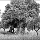 Ostuni