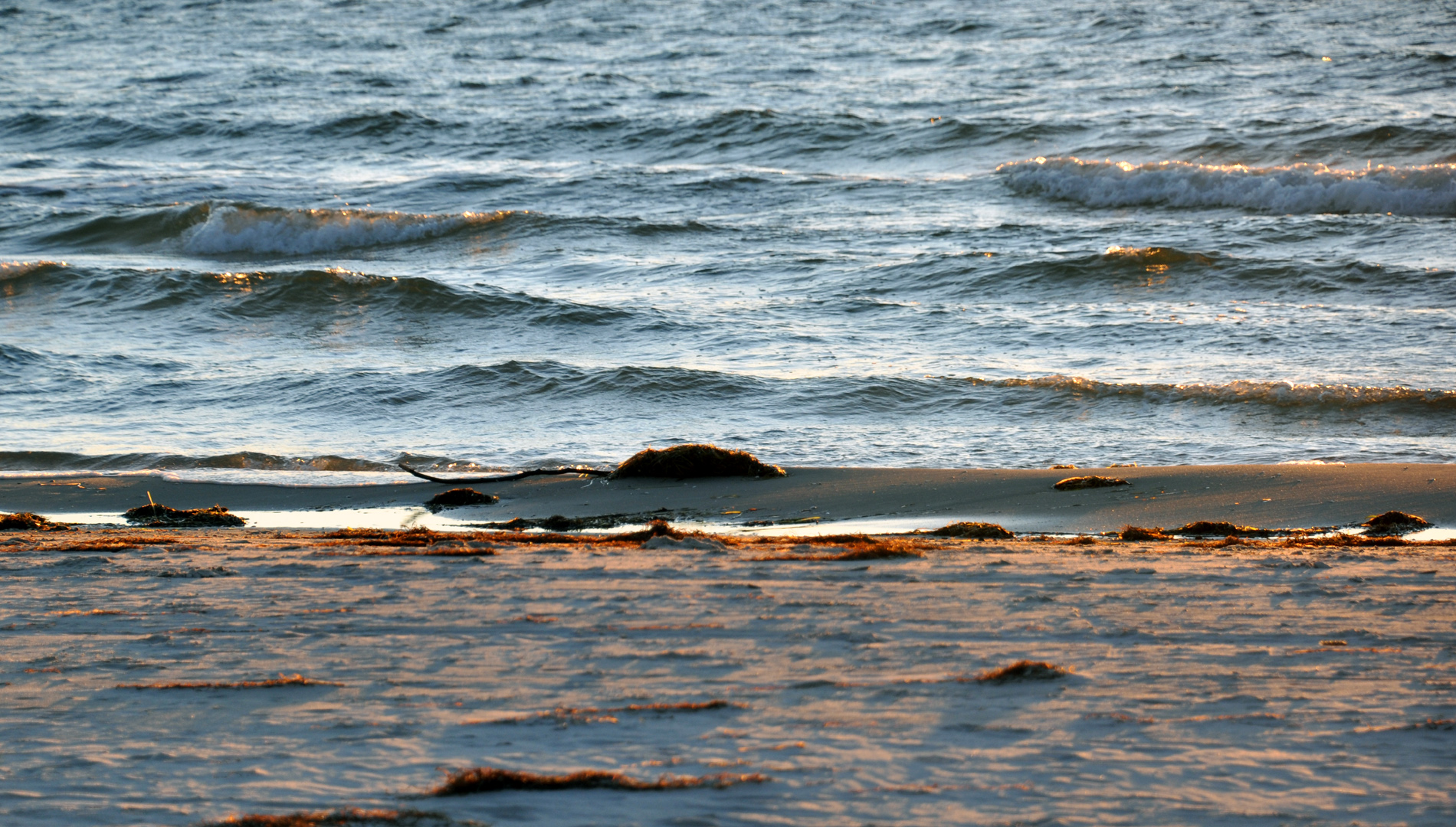 Ostvorpommersche Strandratte