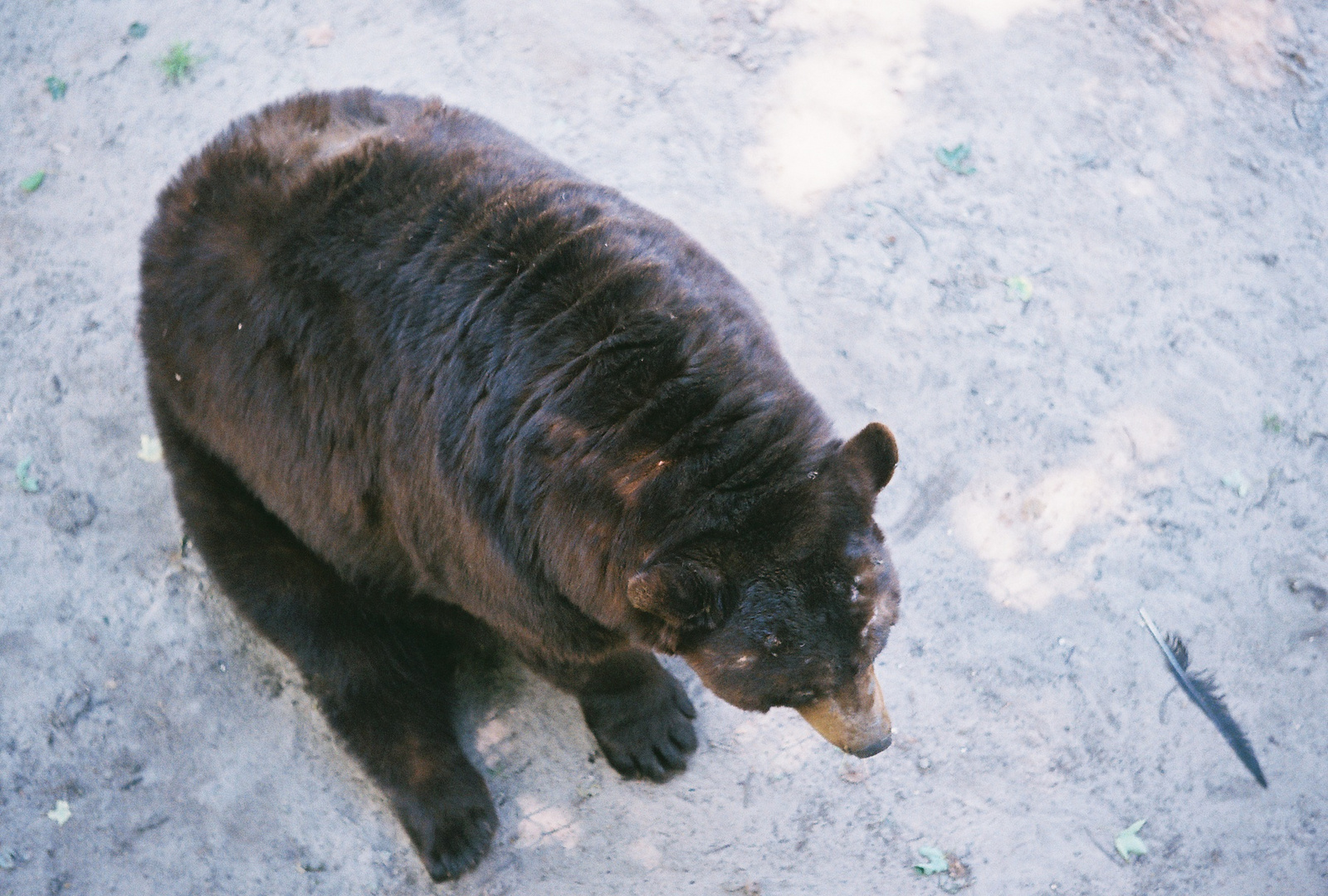 oswalds bear ranch